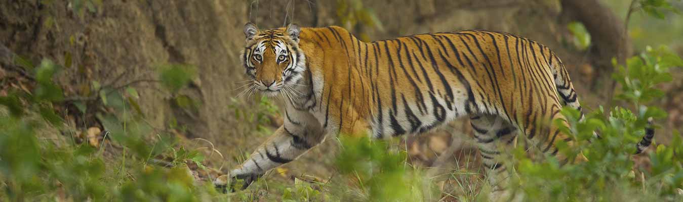 jim corbett budget packages